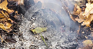 Timelapse video of a burning large green leaf rising from the ashes of a big pile of leaves and twigs in 4k 4096 pixels 24fps