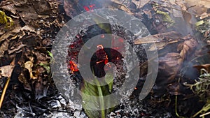 Timelapse video of an green leaf burning in the ashes of a big pile of leaves and twigs in autumn in 4k 3840 pixels, 24fps