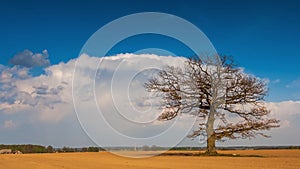 Timelapse video of a oak tree and cumulonimbus clouds