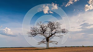 Timelapse video of a perfect tree that looks like a lungs