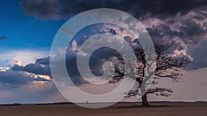 Timelapse video of a perfect tree that looks like a lungs