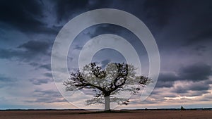 Timelapse video of a perfect tree that looks like a lungs