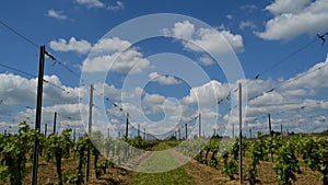 Timelapse vineyard and clouds in spring at sunrise, Bordeaux Vineyard, Gironde, France