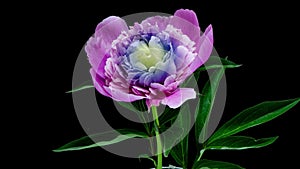 Timelapse of violet peony flower blooming on black background. Blooming peony flower close-up. Wedding backdrop