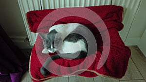 Timelapse of white and gray haired cat is resting on red blanket.