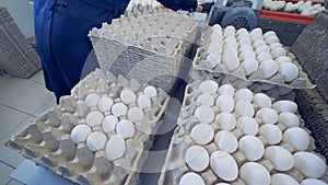 Timelapse. Worker at poultry put fresh eggs in crates. Poultry farm.