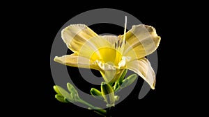 Timelapse of a yellow daylily flower blooming and fading on black background