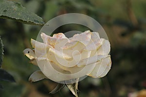 The timeless allure of a white rose whispers elegance and grace #WhiteRoseMagic\