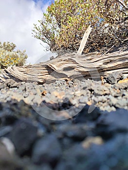 The Timeless Elegance of a Weathered Wooden Trunk