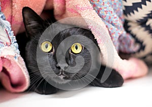 A timid black domestic shorthair cat hiding under blankets