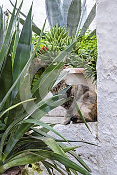 Timid cat looking through the leaves
