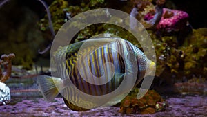 Timid Desjardin`s sailfin tang swim at soft corals bottom, live rock stone, demanding species require care of experienced aquarist