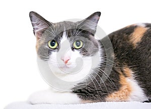 A timid Dilute Calico domestic shorthair cat