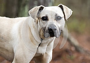 Timid hound Black Mouth Cur mix breed mutt dog