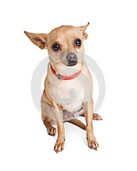 Timid little Chihuahua dog wearing red collar sitting on white