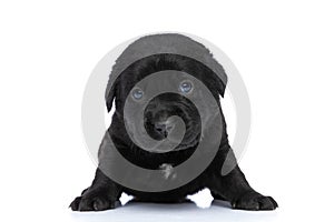 Timid little labrador retriever puppy laying down in studio