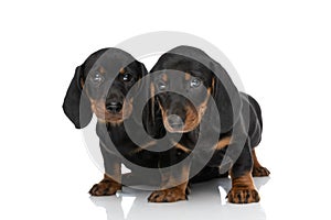 Timid little teckel dachshund puppies sitting next to each other in studio