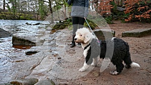 Timid Old English Sheepdog puppy scared of water