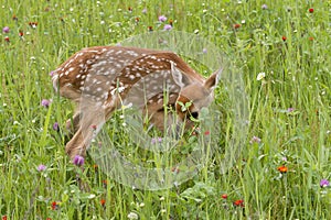 Timid White-tailed deer fawn in wildflower meadow