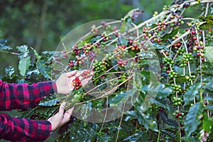 Timing of Harvest coffee red cherry