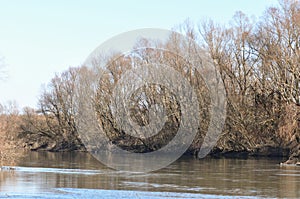 Timis River in the winter season