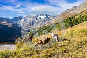 Timmelsjoch High Alpine Road landscape and goats.