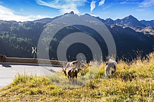 Timmelsjoch High Alpine Road landscape and goats.