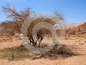 Timna Park and King Solomon`s Mines Negev Desert Israel