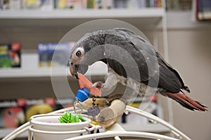 Timneh African Grey