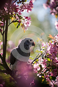 Timneh African Grey Parrot on the apple tree in spring garden
