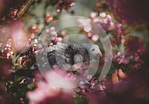 Timneh African Grey Parrot on the apple tree in spring garden