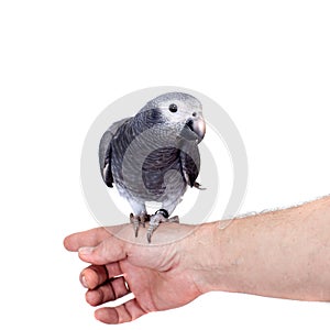 Timneh African Grey Parrot isolated on white