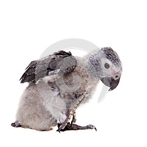 Timneh African Grey Parrot isolated on white