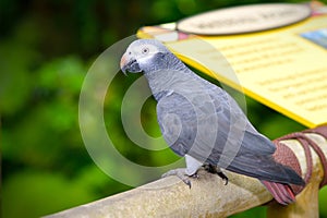 Timneh Grey Parrot (Psittacus timneh)