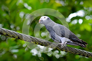 Timneh Grey Parrot (Psittacus timneh)