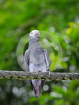 Timneh Grey Parrot (Psittacus timneh)