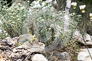 Timon lepidus, Lacerta lepida, Ocellated Lizard