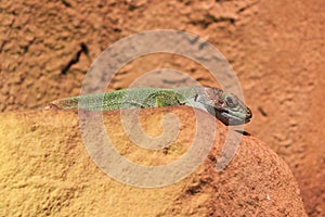 Timon pater lizard photo