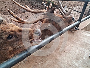 Timor deer & x28;Rusa timorensis& x29; walking in a cage at the bandung zoo