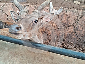 Timor deer & x28;Rusa timorensis& x29; walking in a cage at the bandung zoo photo