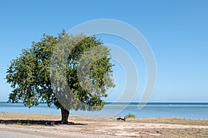 A lonely tree was located near to beach area, Hera Timor Leste photo