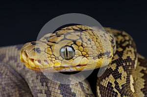 Timor python