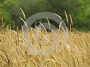 Timothy field grass crop grows in NYS summer sunshine