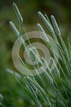 Timothy grass