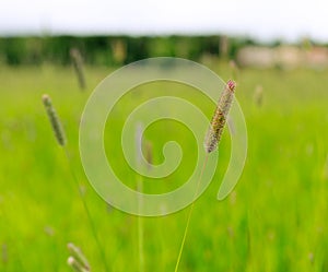 Timothy grass