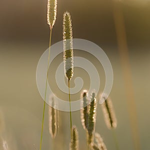 Timothy-Grass