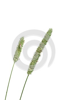 Timothy-grass