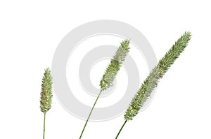 Timothy-grass