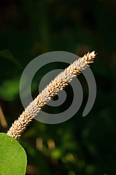 Timothy grass, common cat tail seed head, or phleum pratense. Wild flora on dark background, macro shot