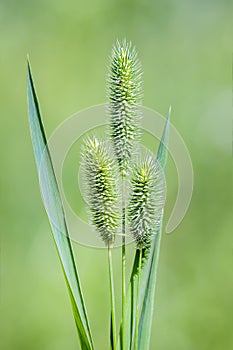 Timothy-grass lat. Phleum pratense